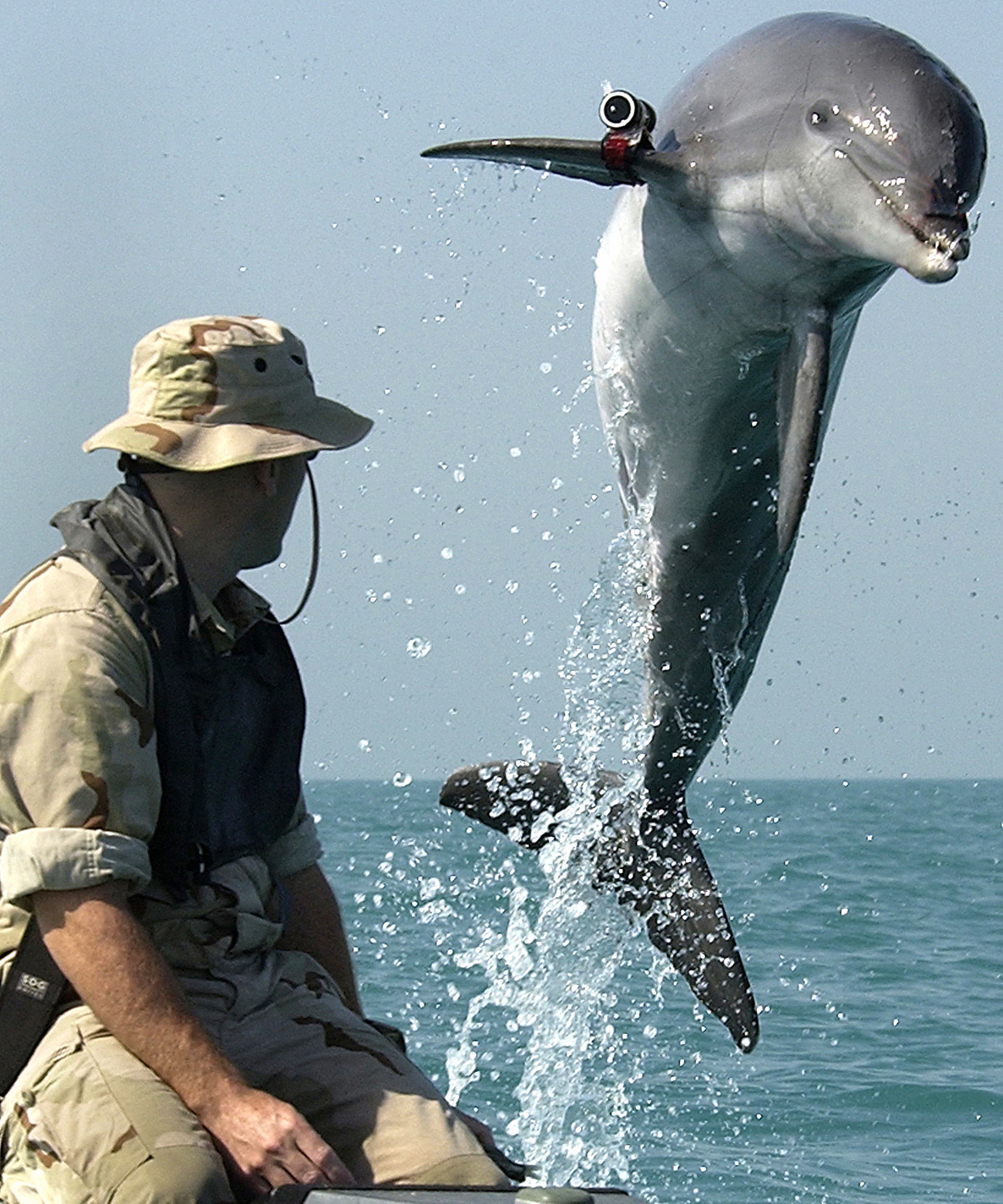 Боевой дельфин программы U.S. Navy Marine Mammal Program по кличке KDog, выполняет разминирование в Персидском заливе во время войны в Ираке Боевой дельфин программы U.S. Navy Marine Mammal Program по кличке KDog, выполняет разминирование в Персидском заливе во время войны в Ираке