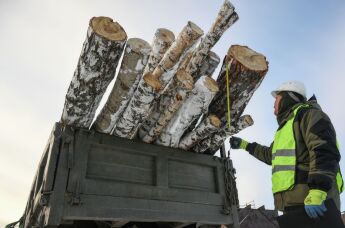 Сотрудники лесохозяйственного предприятия Колыванского района Новосибирской области отгружают дрова
