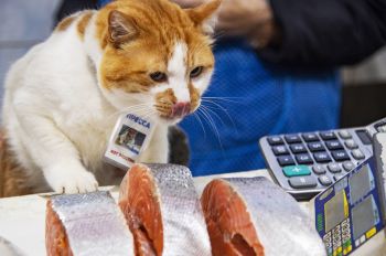 Знаменитый кот Мостик (кот Моста), ставший символом строительства Крымского моста