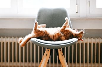 Кот у батареи