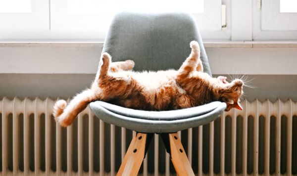 Кот у батареи Кот у батареи