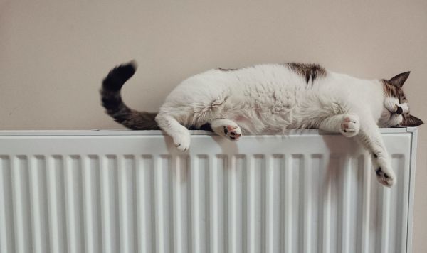 Кот на батарее Кот на батарее
